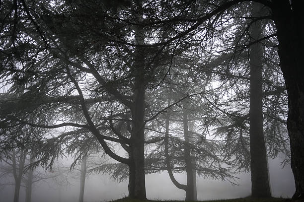 Pine tree silhouettes standing in a dense, atmospheric fog at dawn