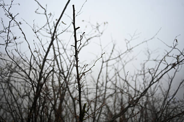 Close-up of dry linden seed pods and withered leaves hanging from a thin branch against a blurred background. The soft natural light and muted tones create a calm and delicate winter atmosphere, evoking stillness and simplicity.