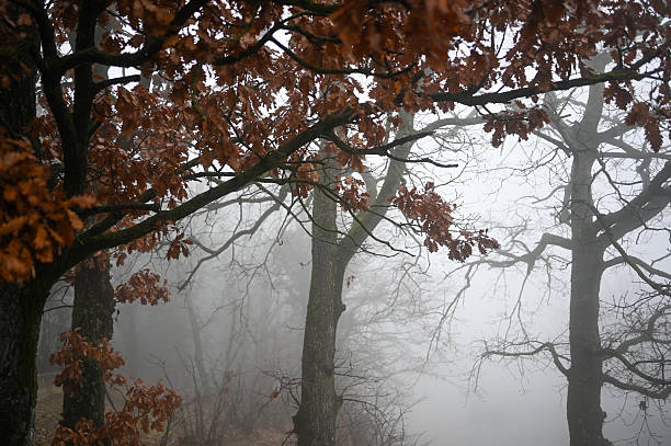 Oak trees with orange leaves appear through heavy fog during autumn season