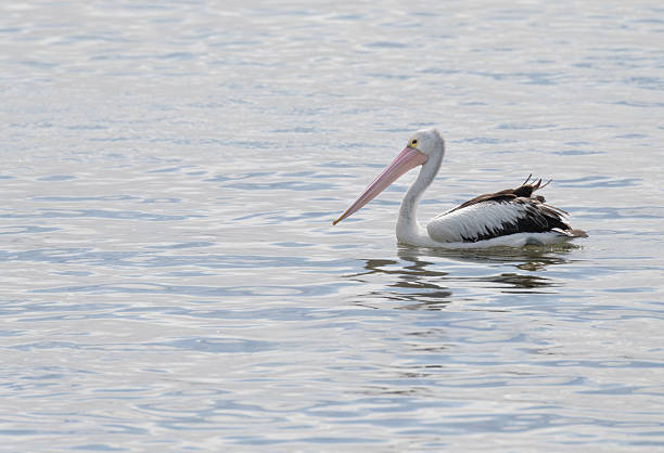 Pelican in Encounter Bay, South Australia, Australia