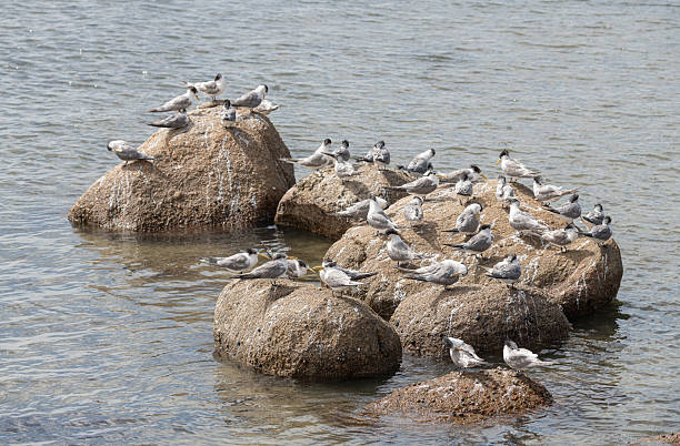 Lesser Crested Terns on rocks in Encounter Bay, South Australia, Australia