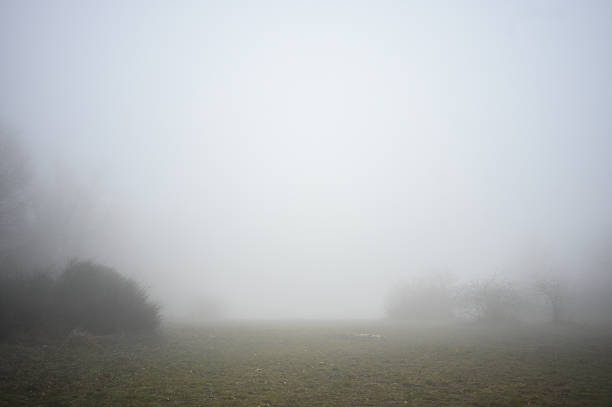 Foggy landscape with vast white sky and trees obscured by mist on green field