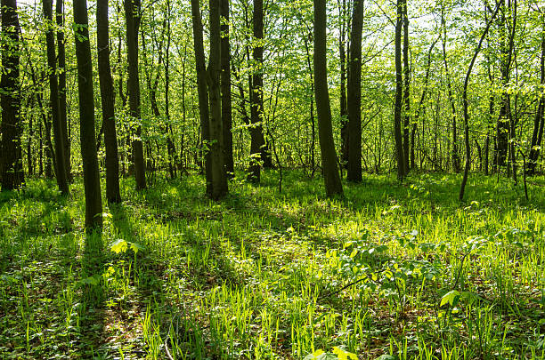 Forest trees. Nature green wood sunlight backgrounds