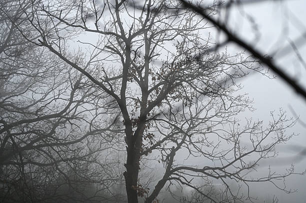 Bare branches of trees shrouded in dense fog during a cold winter day