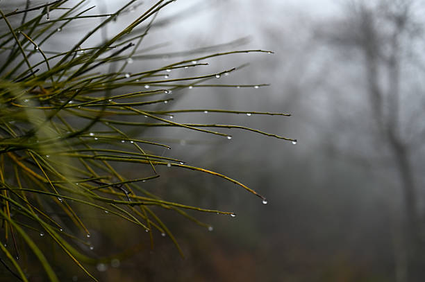 Drops on black surface.