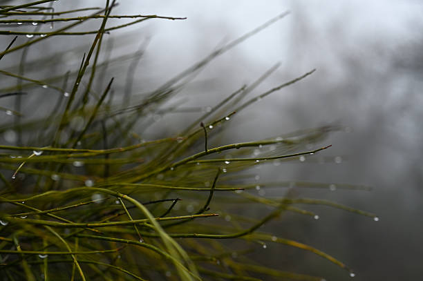 Green plant branches with fresh water drops against a blurry gray background