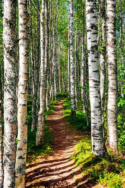 a forest with trees and a dirt road in the background