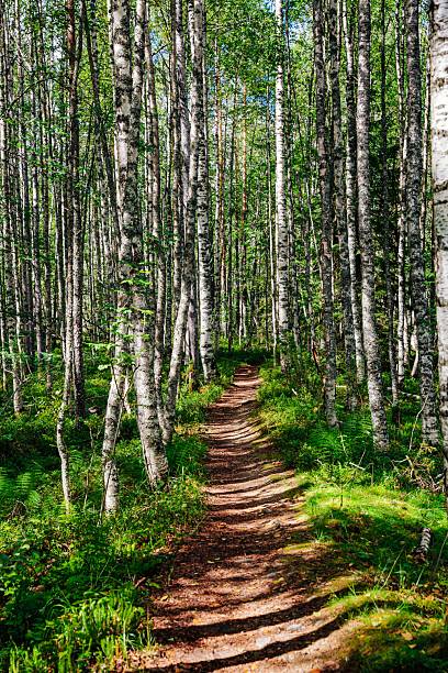 Scenic Woodland Pathway Through Lush Green Birch Trees Amidst Vibrant Forest Undergrowth
