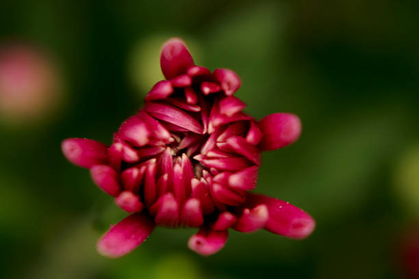 Macro View of Blooming Flower Against Soft Nature Backdrop