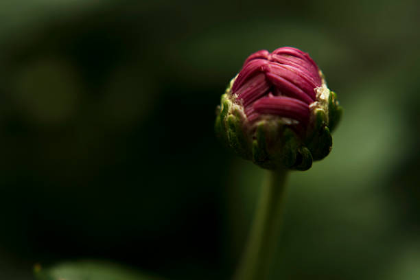 Delicate Blooming Stage Captured in Floral Photography