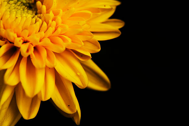 Close up of a vibrant Yellow, Orange and purple flower wet from heavy rain, lit by a soft box.