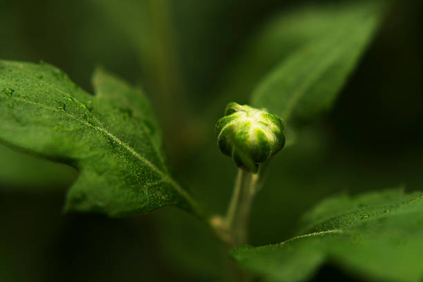 Green Flower Bud with Dew-Covered Leaves in Macro View