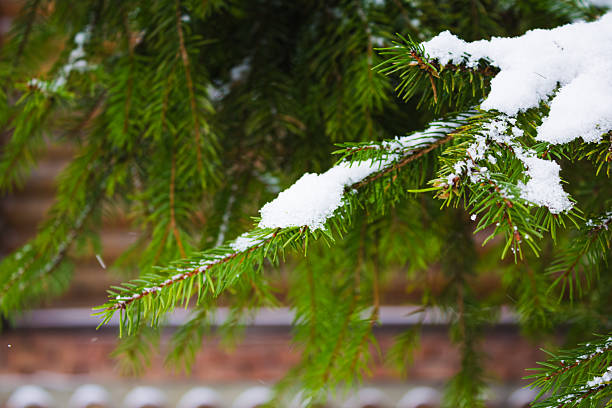 Christmas tree. spruce branches in the snow. branches of a snow-covered coniferous tree. close-up. tree in winter forest. natural background. winter season, cold time. first frost