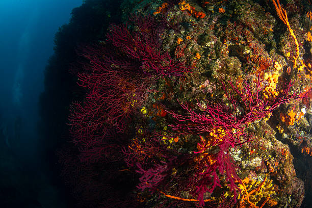 Paramuricea clavata Red Gorgonian Coral Colony