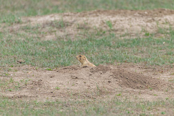 Prairie dogs in the wild in Badlands National Park, South Dakota, USA