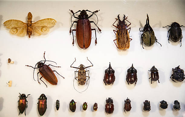 diversity of beetles in scientific entomology collection