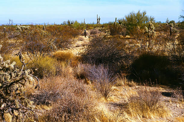 Saguaro cactus under blue sky in the Salt River management area near Scottsdale Arizona United States