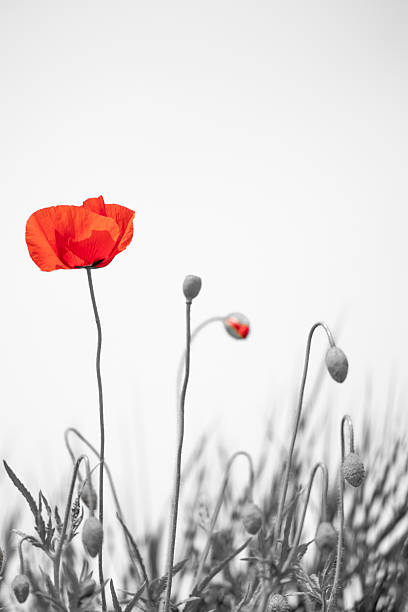 istock Poppy flowers 2257212311