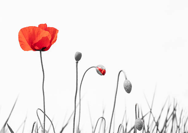 Poppy's field and white sky.