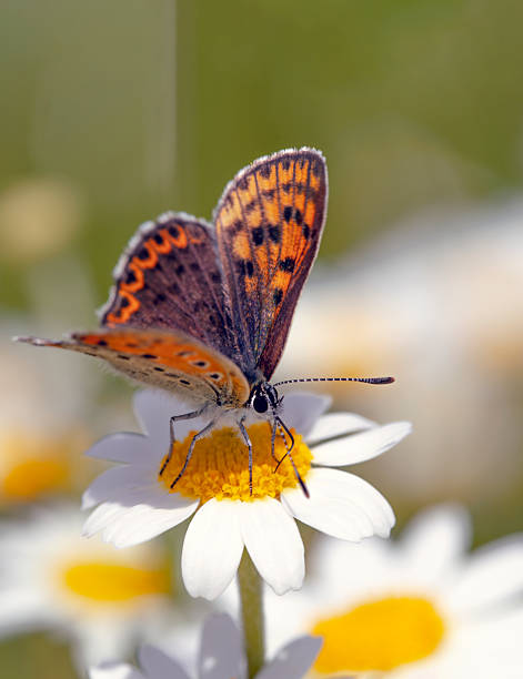 Daisy meadow with butterflies.