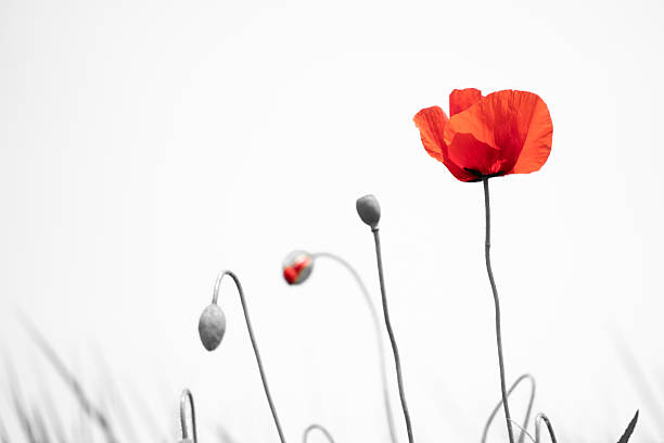 istock Poppy flowers 2257212317