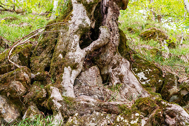 close-up of a twisted tree trunk covered in moss and roots in a forest. Natural patterns, sustainability, and wildlife concepts
