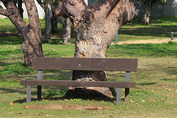 Wooden bench situated on a grassy area in a park in Thailand. A large tree with a textured, gnarled trunk serves as a backdrop. Sunlight creates contrasting shadows on the grass, with fallen leaves scattered around. The park appears calm and well-maintained.