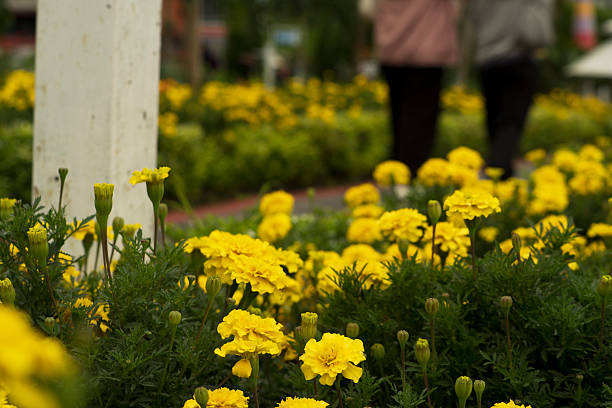Colorful flowers in the garden beautiful and natural.