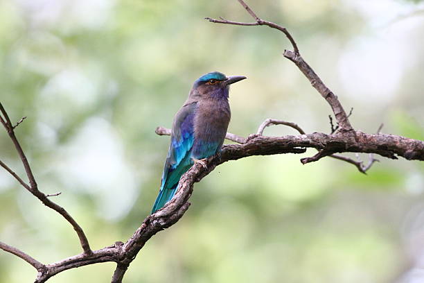 An Indochinese is tropical bird resting on a tree branch with a soft, blurred background. The image highlights vivid plumage and calm wildlife behavior, suitable for nature photography.