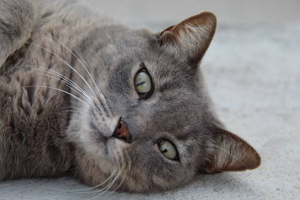 Kingdom: Animalia Phylum: Chordata Class: Mammalia Order: Carnivora Family: Felidae Subfamily: Felinae Genus: Felis Species: Felis catus animal cat - Felis catus