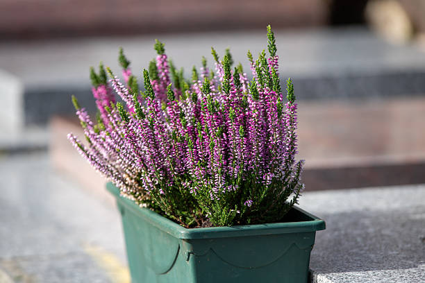 Flowering Heather plants in Heathland close up during sunrise in summer in the Veluwe nature reserve in Gelderland, The Netherlands.