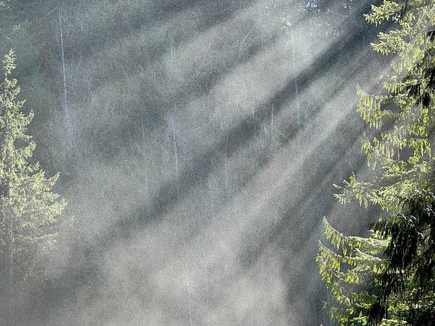Wallace Falls State Park, near Gold Bar, Washington, offers hikers views of lush forests, misty waterfalls, and wooden bridges.