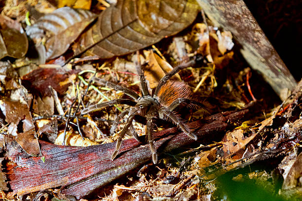 Huge bird eating spider