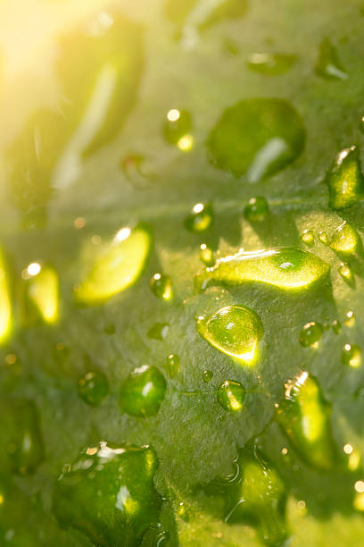 abstract raindrops on leaf. Macro image of rain drops in a rainforest, moisture, ecosystem, and climate change.for web banner,backdrop or background.Extreme close-up image