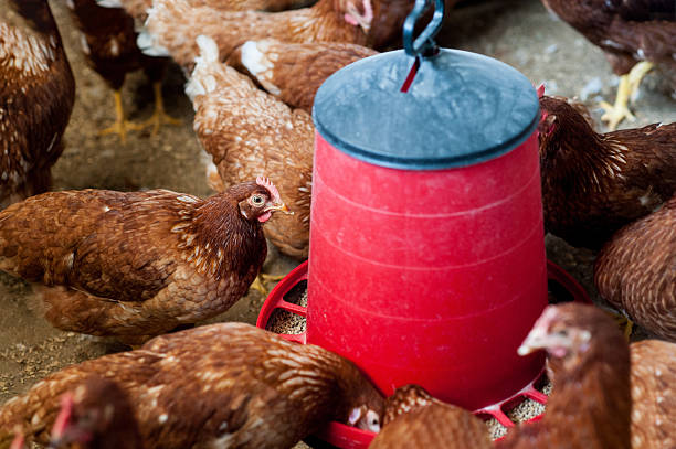 Free range brown hens gather around a bright red hanging feeder filled with grain on a traditional farm. Authentic free-range poultry scene with healthy laying hens in natural farm environment.