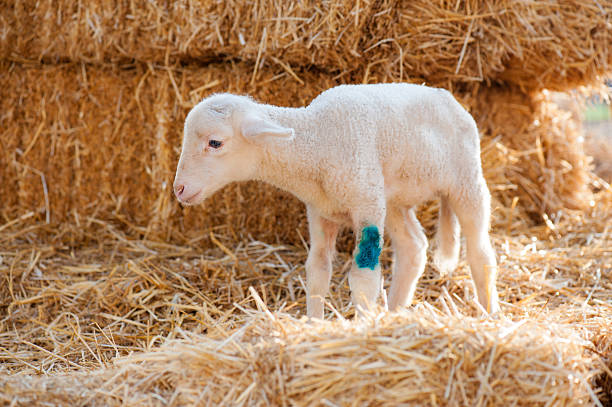 Cute white newborn lamb with floppy ears stands curiously on golden straw bedding in front of stacked hay bales on a traditional Turkish farm. Charming rural livestock portrait.
