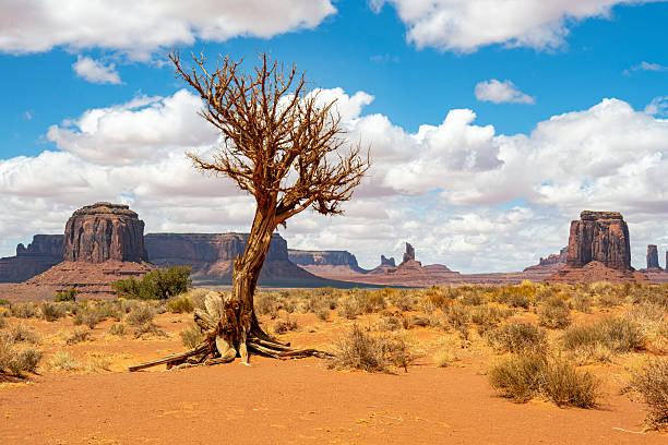 Buttes and Tree in Monument Valley, Arizona