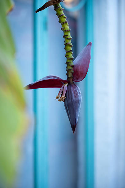 Banana flower blooming, showing intricate natural structure and vibrant purple-red hues against a soft tropical background, symbolizing growth, exotic nature, and botanical beauty