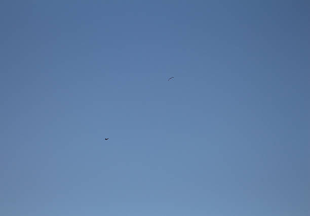 A group of birds flying in the sky. Sky. Outdoor. Flying. People. Transport