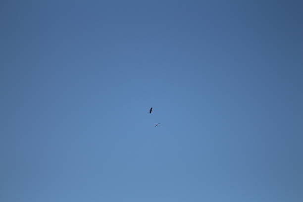 American Bald Eagle flying high above looking for food in rural Minnesota, USA.