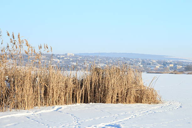A snowy field with trees and buildings in the background. Outdoor. Sky. Snow. Plant. Day