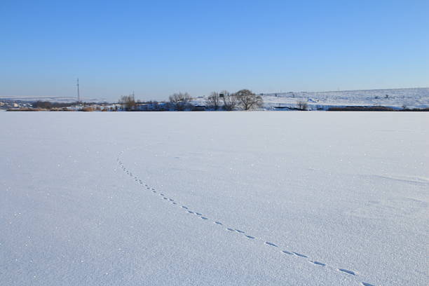 A snowy field with a road and trees in the background. Sky. Outdoor. Snow. Shore. Day