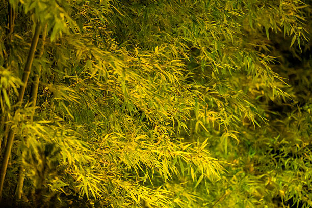 Bamboo,Bamboo Forest,China,Asia.