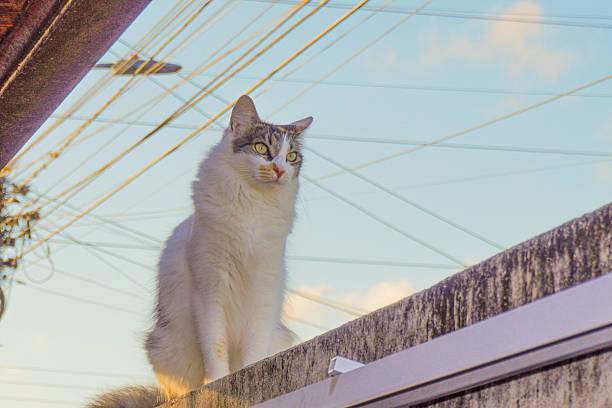 A white female cat is perched on a wall, looking out onto the street, with power lines in the background, in an urban area.