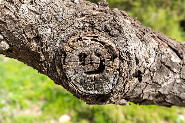 A close view of tree bark shows the texture and unique patterns formed on the wood. The background features green grass and sunlight, highlighting the details.