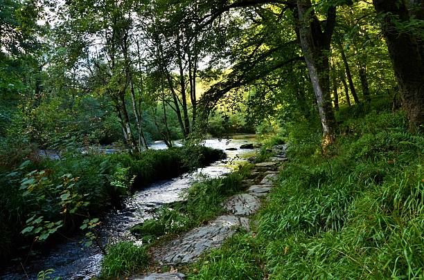 Curving river in lush green Devon forest