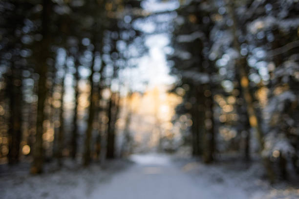 Blurry or defocused snow covered forest scene background. Wide angle view, shallow depth of field, warm sunset light in the background, no people, bokeh highlights