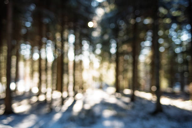 Blurry or defocused snow covered forest scene background. Wide angle view, shallow depth of field, warm sunset light in the background, no people, bokeh highlights