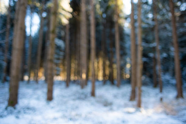 Blurry or defocused snow covered forest scene background. Wide angle view, shallow depth of field, warm sunset light in the background, no people, bokeh highlights