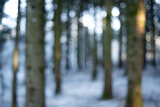Blurry or defocused snow covered forest scene background. Wide angle view, shallow depth of field, cold blue tones, no people, bokeh highlights
